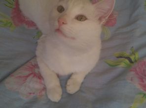 мой котейка