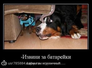 1327089956_demotivators-11
