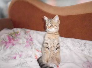 Мурчальник