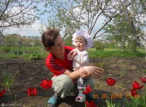 Помогаем бабушке собирать тюльпаны.