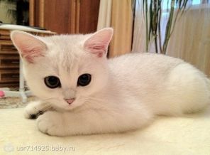 Окрас папы-кота