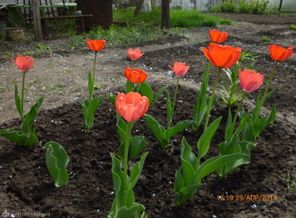 мои первые тюльпаны