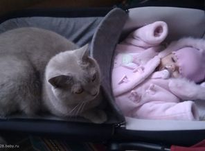 Доця и кот