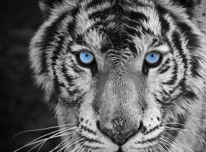 image1399925369.752645