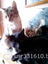 Коши на даче