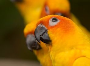 Parrot