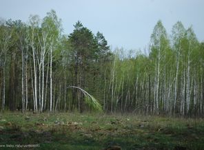 фотографирывала беременно