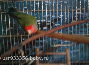 Петр )