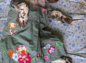 наш охотник Велес