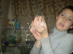 Наш хомячок