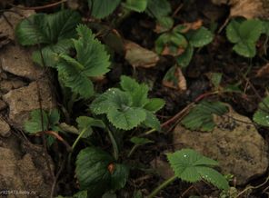 IMG_0695
