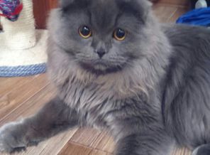 Вот мой котик