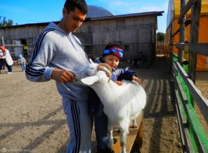 Кормим козочку