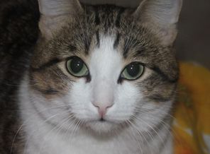 Мой котик
