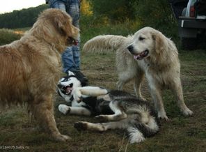 Выезд на природу с собаками