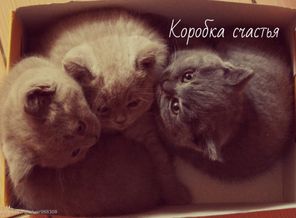 Коробка счастья)