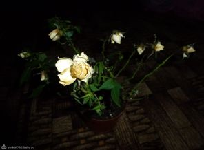 P1010505