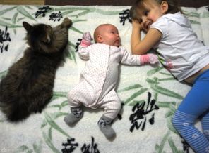 три моих сладких котика