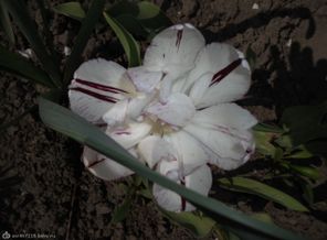 DSCN7561