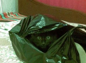 Маркизик