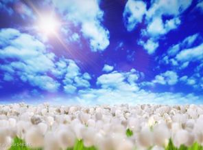 1295517257_natural_bliss