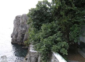 p8275305