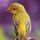 Mary Bird