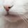 КотНаркот